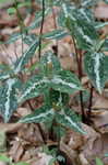 Chattahoochee trillium